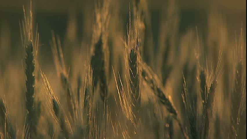 Kansas wheat stalks, late sun over wheat field