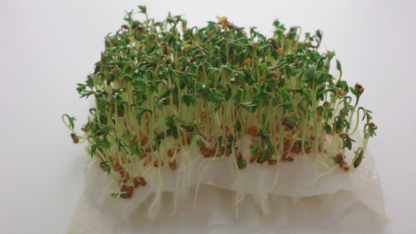 Cress growing from seed on paper. Time lapse