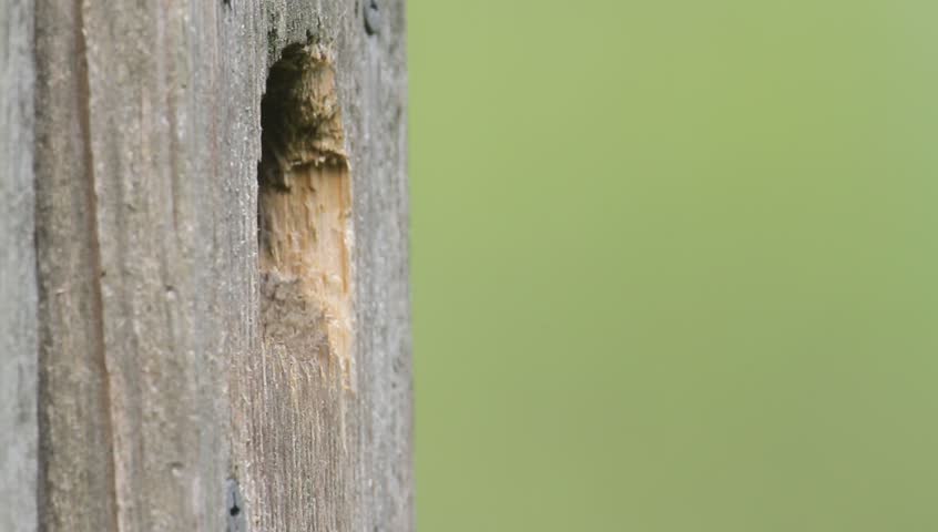 Male Eastern Bluebird (Sialia sialis) on a nest box feeding a moth to his babies