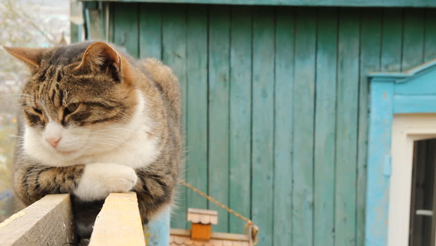 Cat on fence