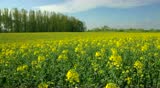 oil seed rape field