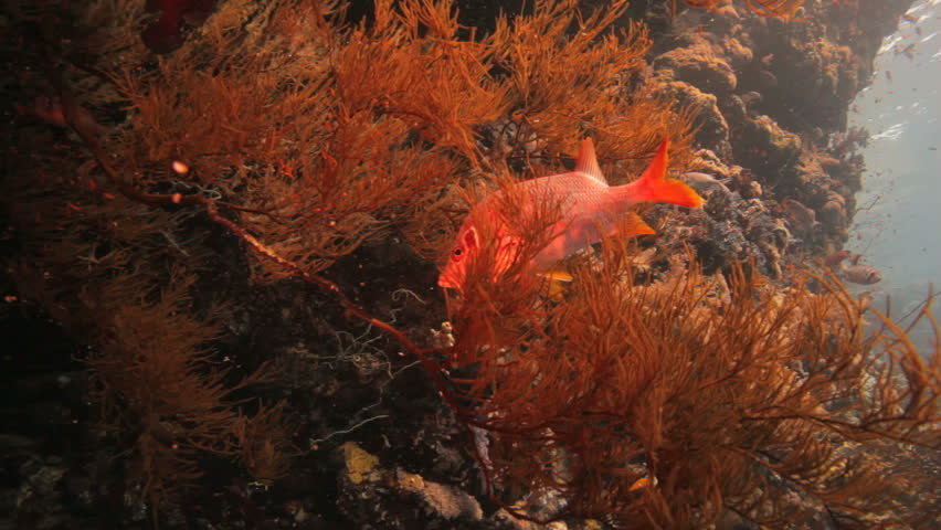 squirrel fish hidden on the black coral