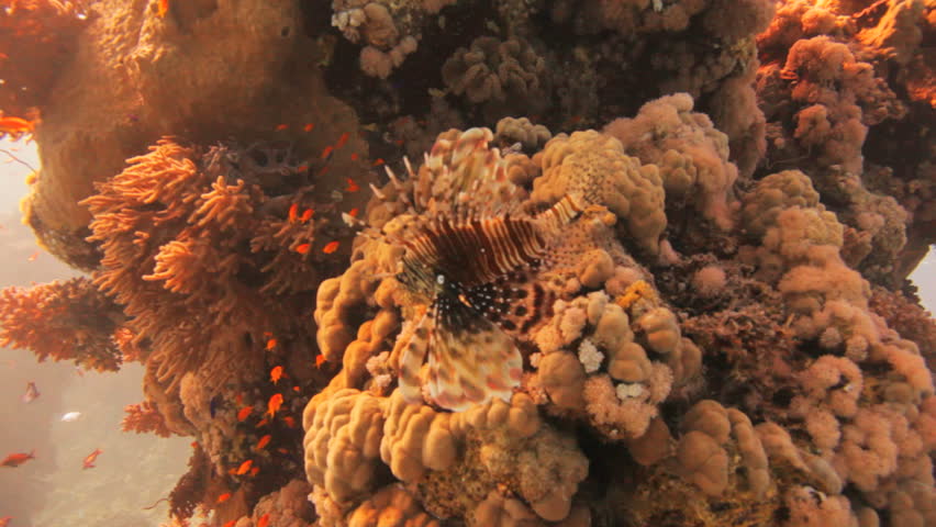 lion fish at the reef