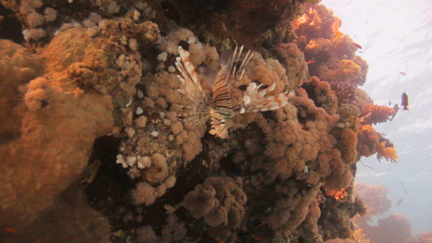 lion fish at the reef