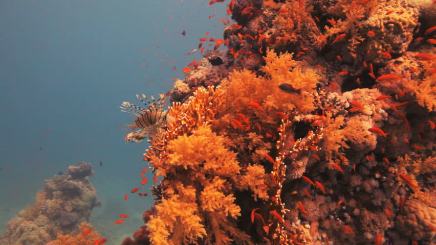 lion fish and clouds of anthias at the reef