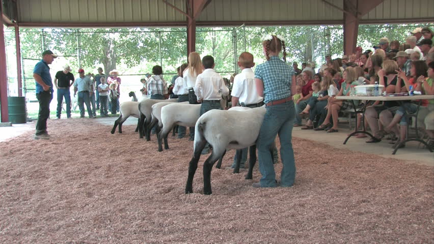 Lamb contest and judging at Fountain Green, Utah annual Lamb Day celebration. Young kids both boys and girls showing their prize lambs to the judge. Lined up to show. Spectators watching from stands.
