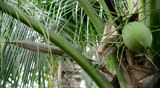 Farmer cut and pull coconut from coconut tree