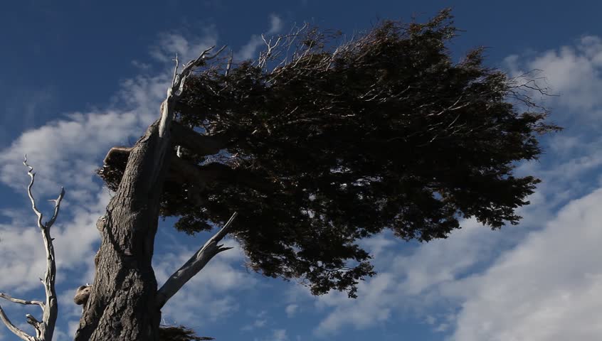the wind shaped trees in Ushuaia in Tierra del Fuego