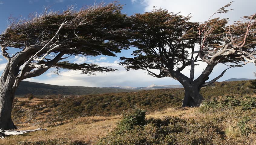 the wind shaped trees in Ushuaia in Tierra del Fuego