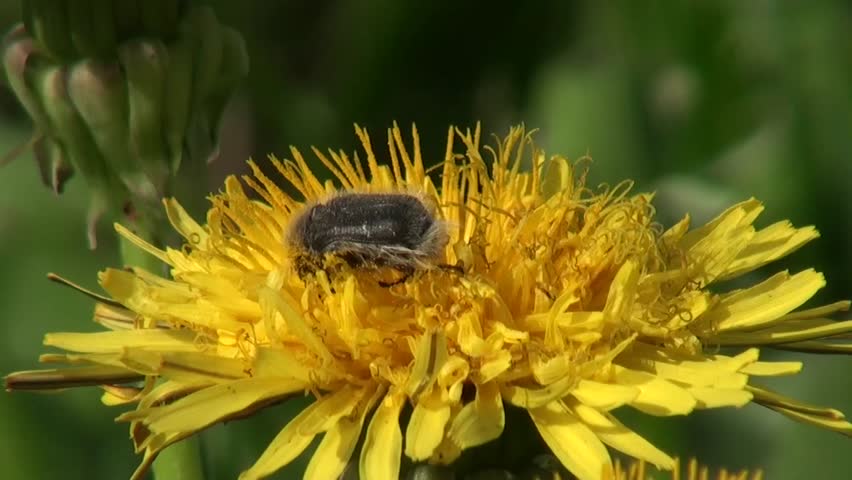 Larva of bee collecting pollen on yellow flower