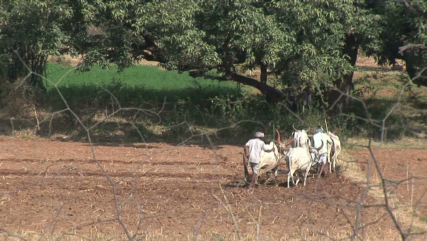 2 farmers and cattle up field plowing with cow teams,rural Rajasthan near Jaipur, India