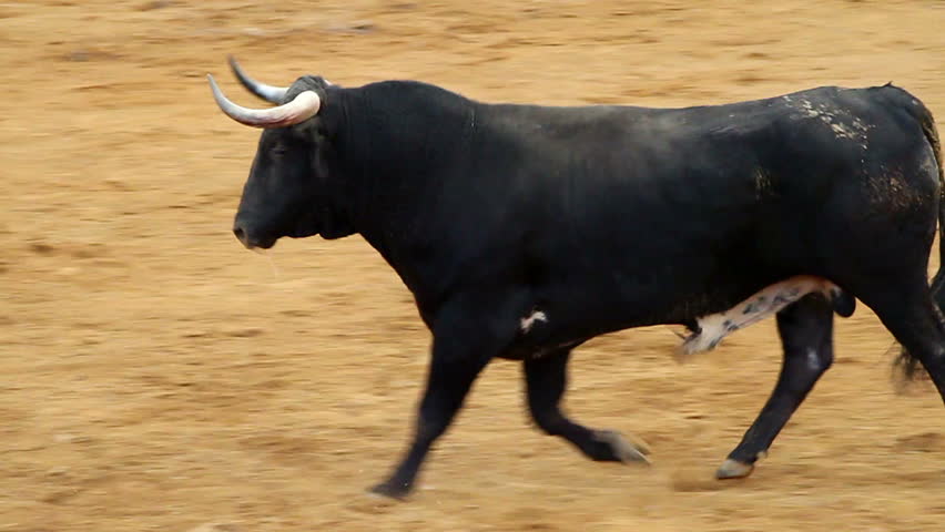 falling bull in the bullring. Powerful spanish bull, bullfight arena