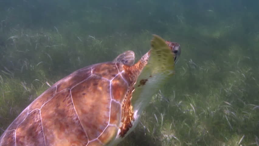 the loggerhead turtle filmed underwater in mexico