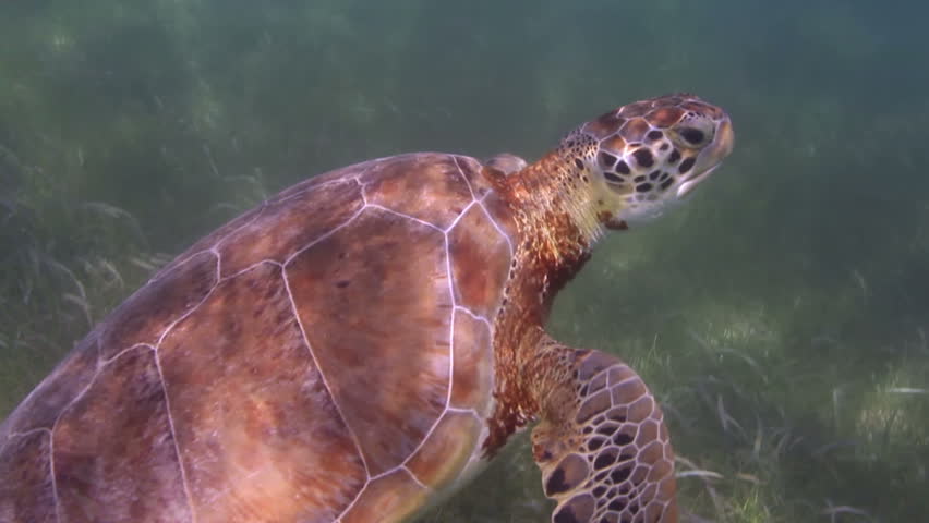 the loggerhead turtle filmed underwater in mexico