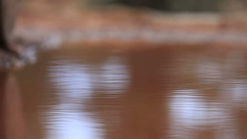 A muddy puddle