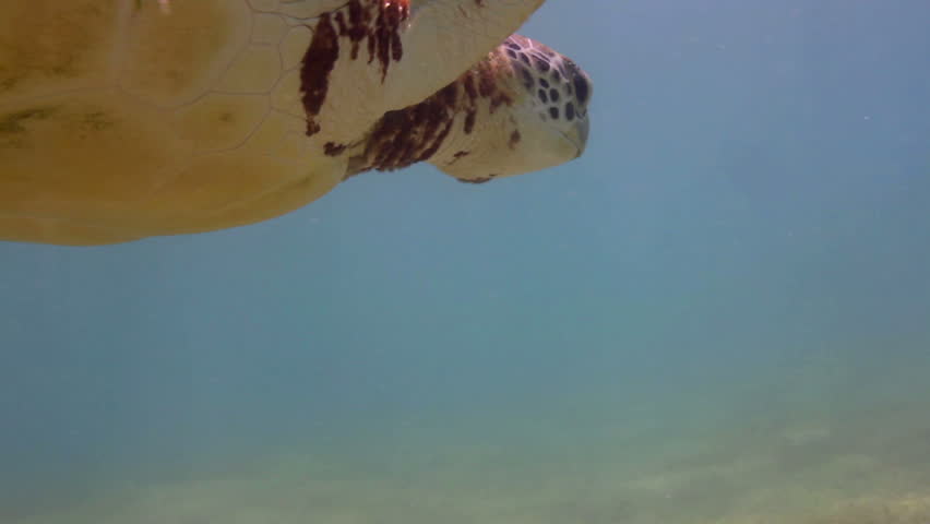 the loggerhead turtle filmed underwater in mexico