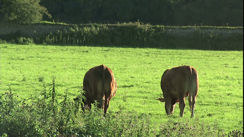 herd of grazing cattle in late afternoon light in Irish fields with stone and hedge fences