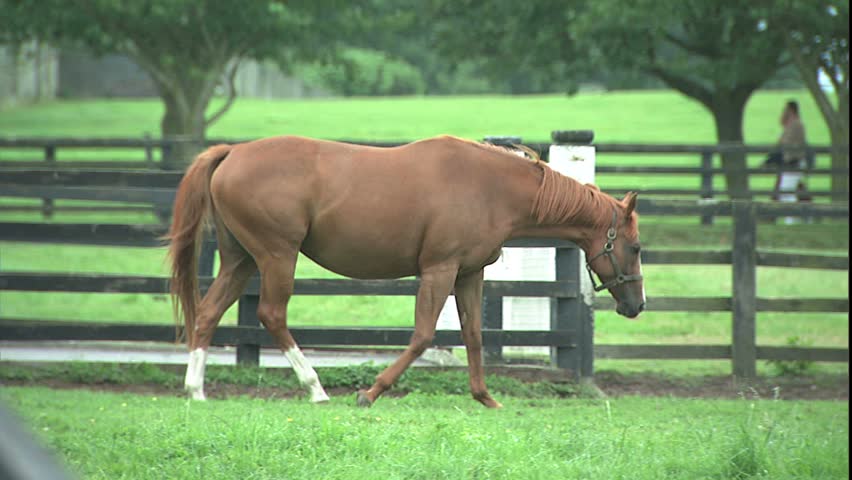 follow thoroughbred through paddock 
