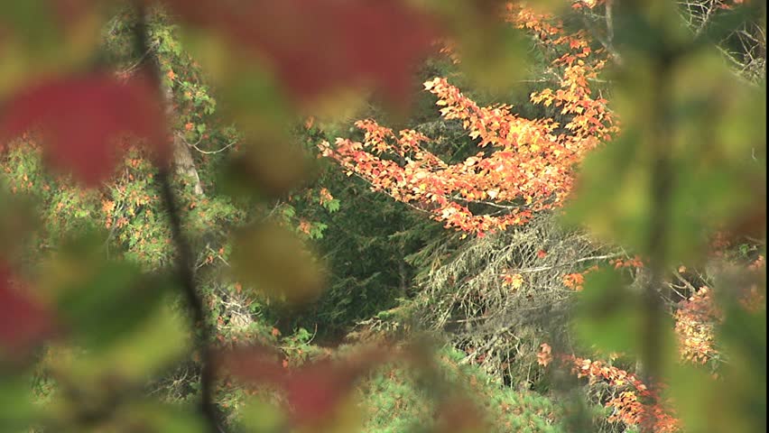 Rack focus through New England colored leaves