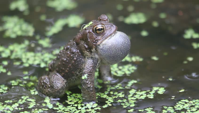 Male American Toad (Bufo americanus) performing a mating call during mating season
