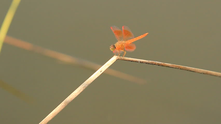 orange dragonfly