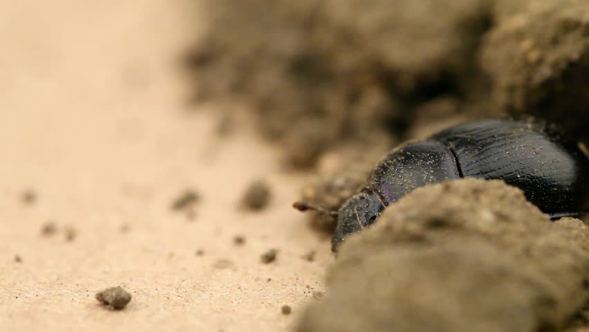 Dung beetle (Geotrupes stercorarius) digging through soil