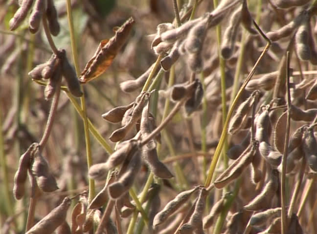 Soybean seeds in a field