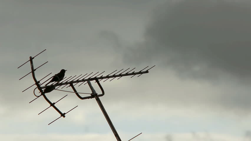 A blackbird sings on top of an antenna.