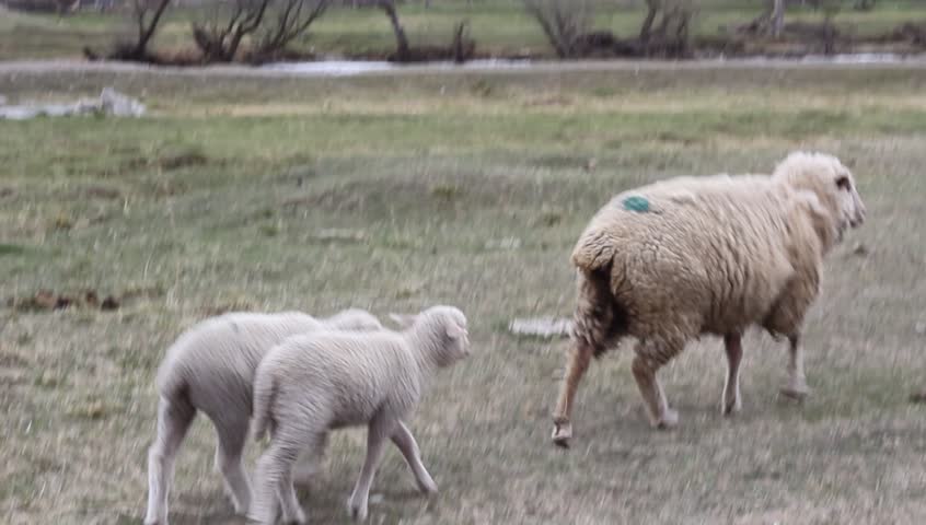 Ewe with her two lambs to pasture