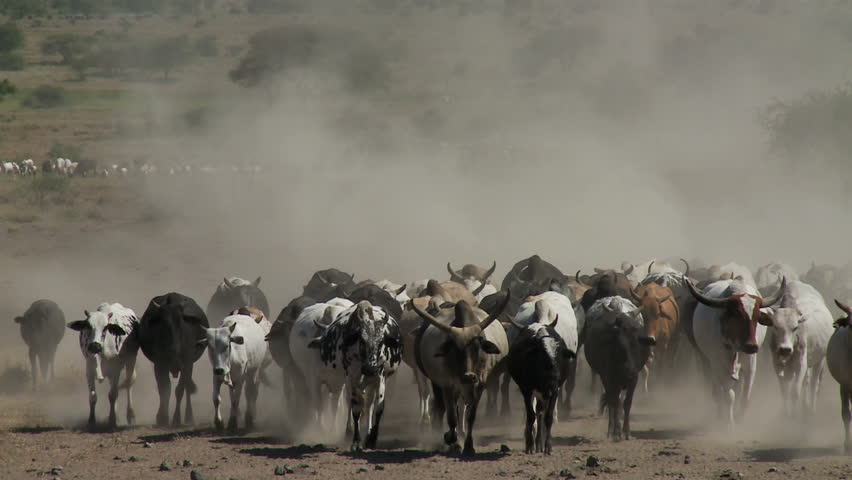 SERENGETI, AFRICA - CIRCA 2009: Large Maasai Cattle herd approaching highway as boys herd them, running ahead to keep them from crossing road before they're ready. 