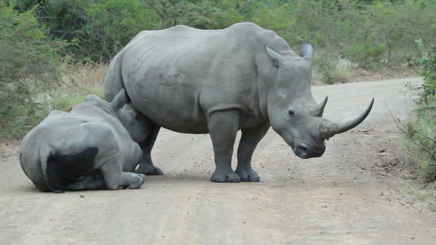 White rhino calf suckling from mother