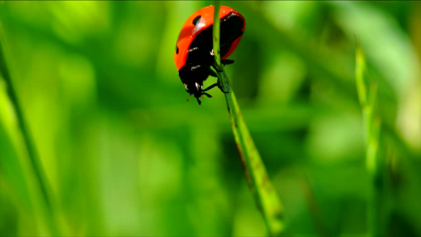Slow motion ladybug on a blade of grass.