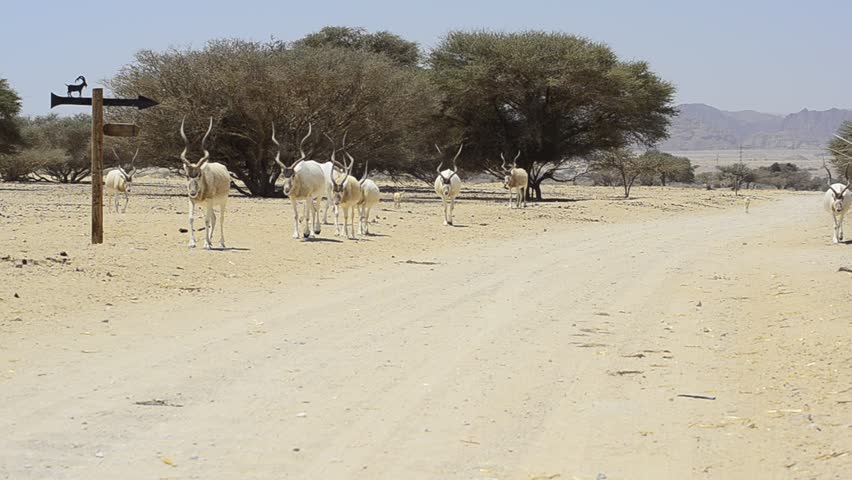 Header of Addax Nasomaculatus