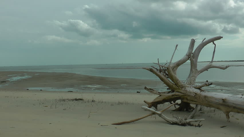 deserted carolina barrier island beach with driftwood at low tide