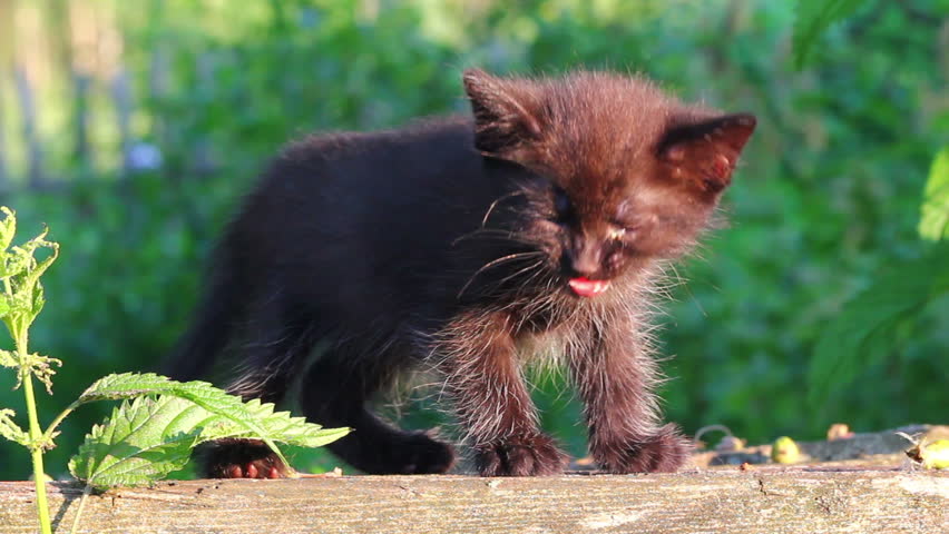 little black kitten plaintively mew outdoor