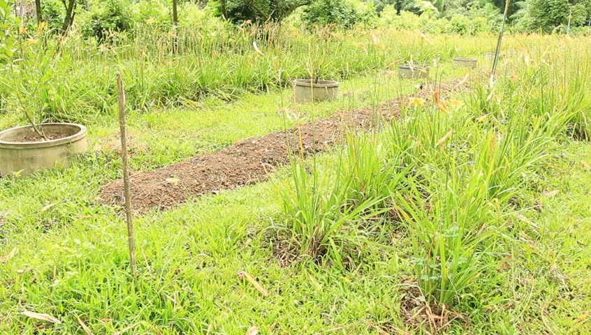 landscape with green grass