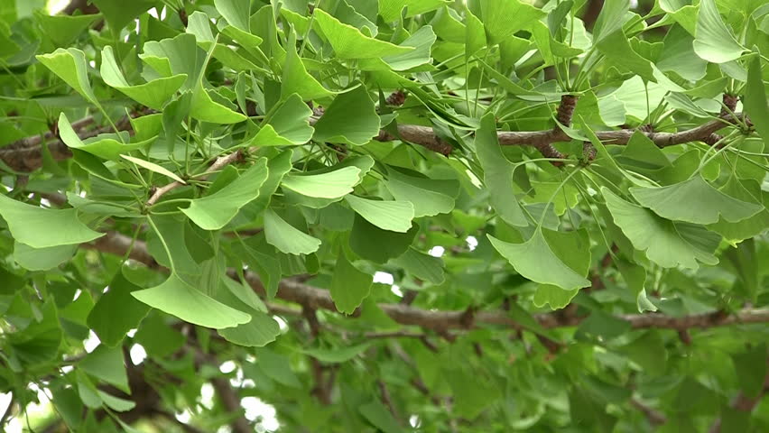 Leaves of ginkgo tree