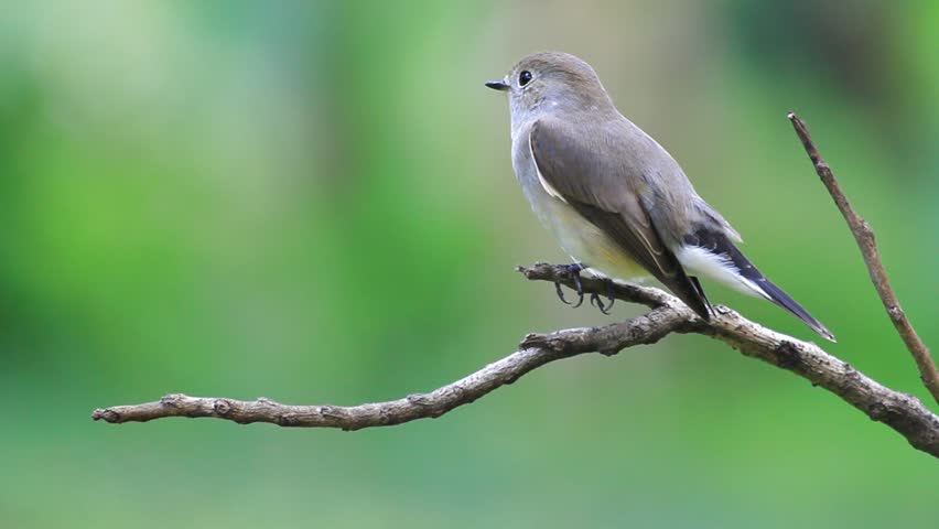 The bird eating a worm on a stick. ,Red-throated Flycatcher 
