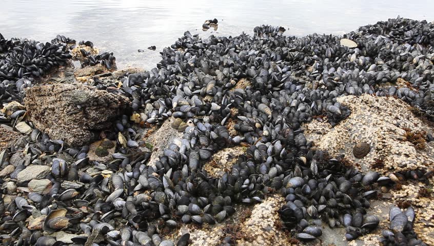 National Park in Ushuaia in Tierra del Fuego