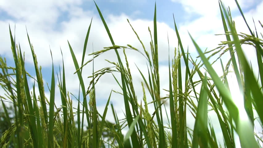 Paddy Field against cloudy blue sky.