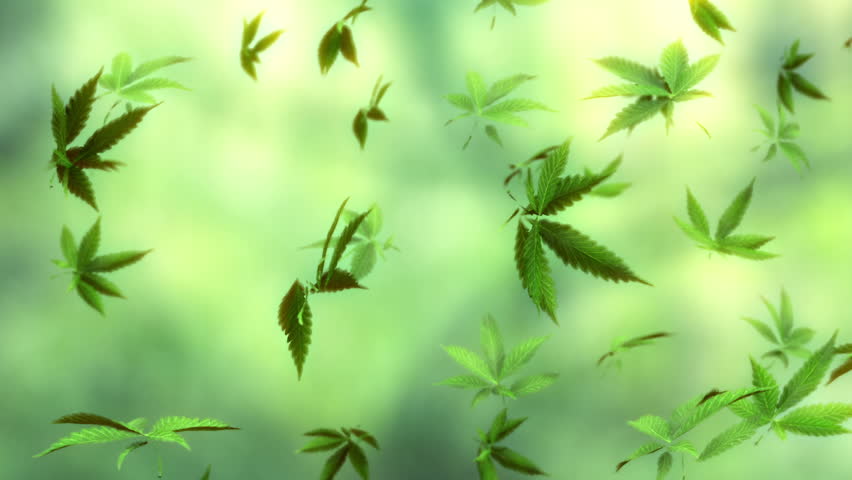 loop-able animation of falling marijuana leaves