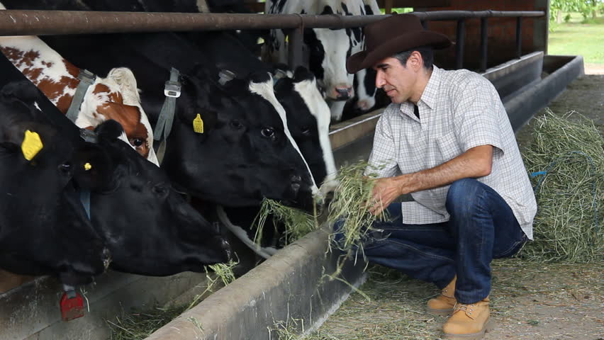 Farmer feeding cows