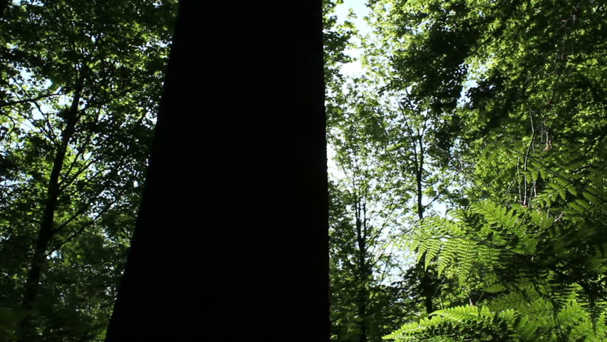 Slider shot in the springtime forest