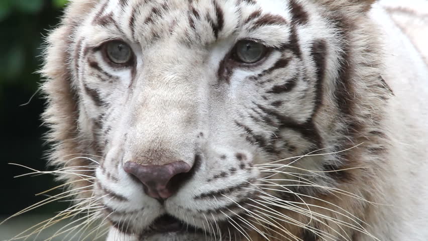 Asian tiger