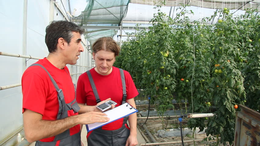 Farmers control the quality of tomatoes in a greenhouse