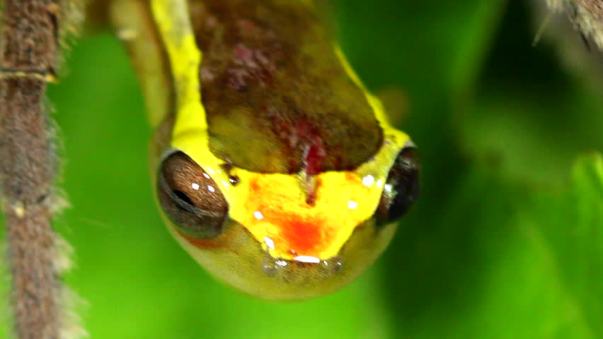 Venomous wandering spider (Phoneutria fera) feeding on a tree frog (Dendropsophus bifurcus) above a rainforest pool in Ecuador.