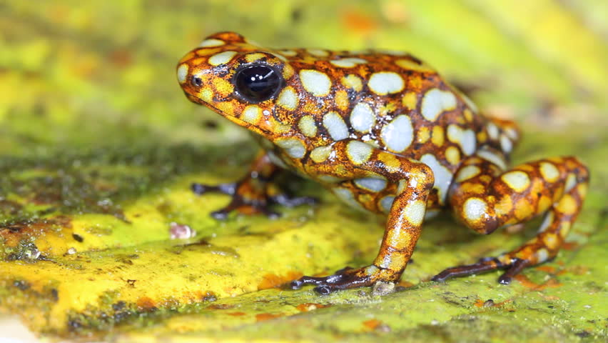 Harlequin Poison Frogs (Oophaga sylvatica). Colour variant from Lita, Western Ecuador.