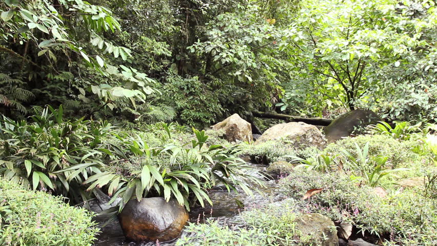 Boulder filled gully in the Choco Biogeographical Region in north-west Ecuador.