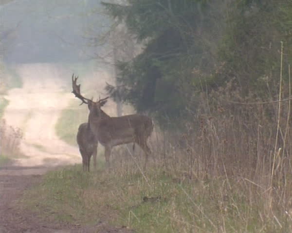 Frightened deer run away into forest. Protected animals are rare in nature.