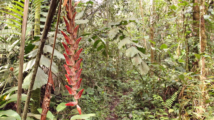 Heliconia velligera, a rainforest understory plant in flower. In the Ecuadorian Upper Amazon, Napo Province
